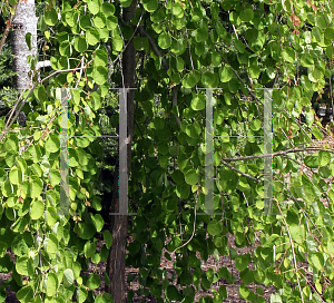 Picture of Cercidiphyllum japonicum 'Tidal Wave'