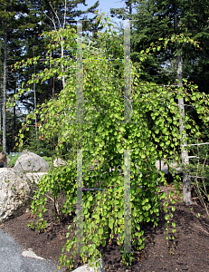 Picture of Cercidiphyllum japonicum 'Tidal Wave'