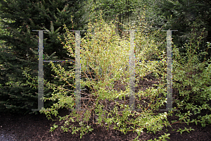 Picture of Cornus sanguinea 'Winter Flame'