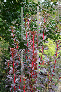 Picture of Enkianthus campanulatus 'Red Bells'