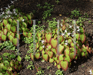 Picture of Epimedium grandiflorum 'Spring Wedding'