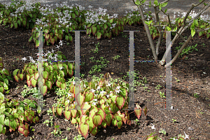 Picture of Epimedium grandiflorum 'Spring Wedding'