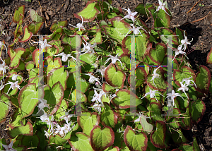 Picture of Epimedium grandiflorum 'Spring Wedding'