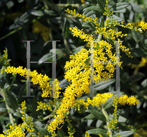 Picture of Solidago canadensis 