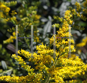 Picture of Solidago canadensis 