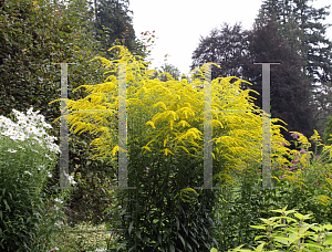 Picture of Solidago canadensis 