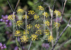 Picture of Foeniculum vulgare 'Bronze'