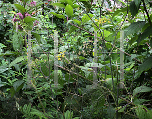 Picture of Foeniculum vulgare 'Bronze'