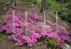 Picture of Rhododendron yedoense var. poukhanense 'Compacta'