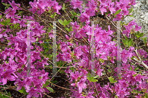 Picture of Rhododendron yedoense var. poukhanense 'Compacta'