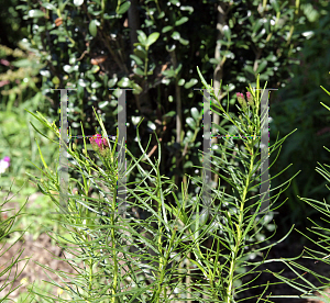 Picture of Vernonia lettermannii 'Iron Butterfly'