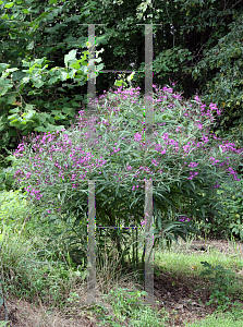 Picture of Vernonia noveboracensis 