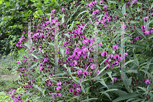 Picture of Vernonia noveboracensis 