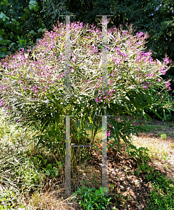 Picture of Vernonia noveboracensis 