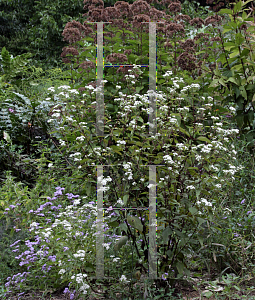 Picture of Ageratina altissima 'Chocolate'