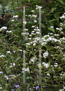 Picture of Ageratina altissima 'Chocolate'