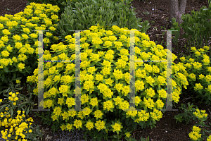 Picture of Euphorbia polychroma 