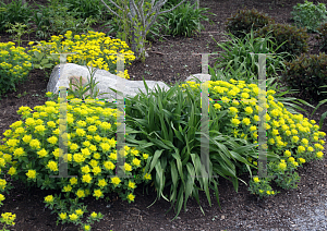 Picture of Euphorbia polychroma 