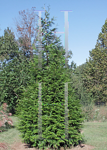 Picture of Thuja standishii x plicata 'Green Giant'