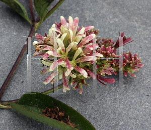 Picture of Heptacodium miconioides 