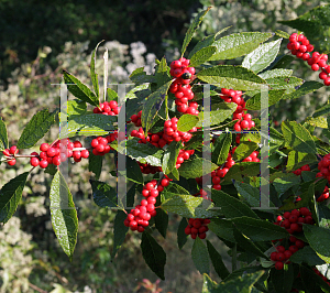 Picture of Ilex verticillata 'Winter Red'