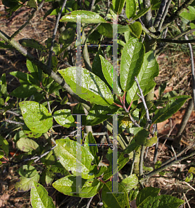 Picture of Ilex verticillata 'Jim Dandy'