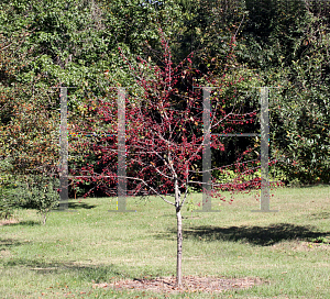 Picture of Malus x 'Prairifire'