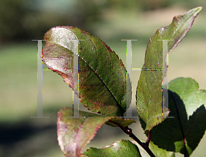 Picture of Malus x 'Prairifire'