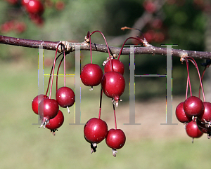 Picture of Malus x 'Prairifire'