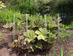 Picture of Rodgersia aesculifolia 