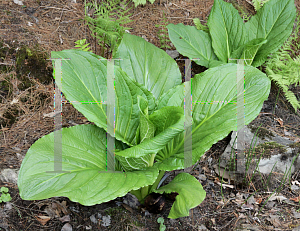 Picture of Symplocarpus foetidus 