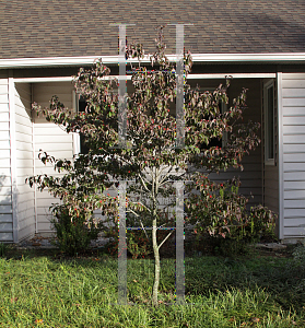 Picture of Cornus florida f. rubra 