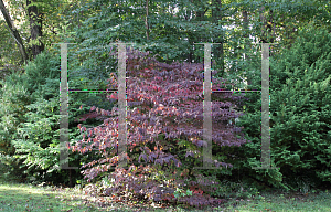 Picture of Viburnum plicatum f. tomentosum 'Shasta'