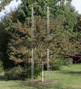 Picture of Crataegus viridis 'Winter King'