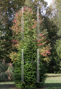 Picture of Thuja standishii x plicata 'Green Giant'