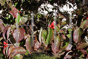 Picture of Cornus florida f. rubra 