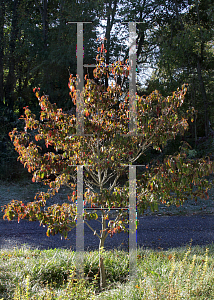 Picture of Cornus florida f. rubra 