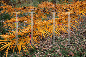 Picture of Larix decidua 