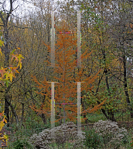 Picture of Larix decidua 