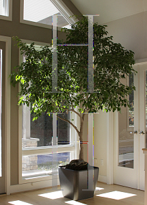 Picture of Ficus benjamina 