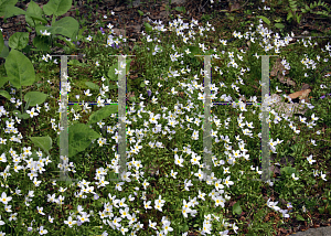 Picture of Houstonia caerulea 