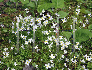 Picture of Houstonia caerulea 