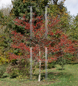 Picture of Crataegus viridis 'Winter King'