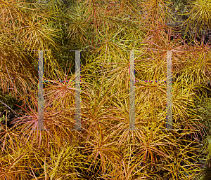 Picture of Amsonia hubrichtii 