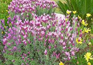 Picture of Lavandula stoechas 'Kew Red'