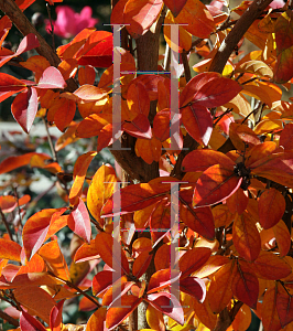 Picture of Lagerstroemia indica 