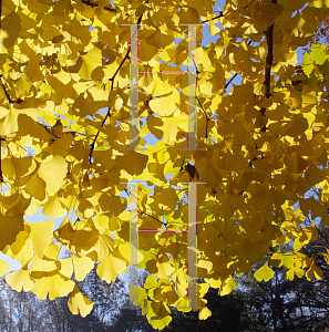 Picture of Ginkgo biloba 