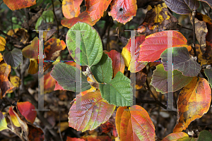 Picture of Fothergilla gardenii 'Blue Shadow'