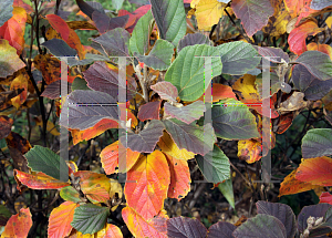 Picture of Fothergilla gardenii 'Blue Shadow'