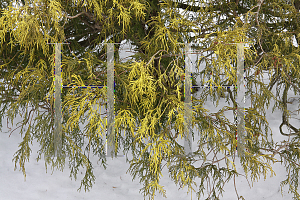 Picture of Chamaecyparis pisifera 'Golden Mop'